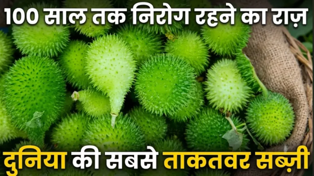 कंटोला के फायदे Kantola Kakoda sabji health benefits teasel gourd spiny gourd