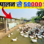 बतख पालन Batakh Palan Duck farming business egg production Indian Runner