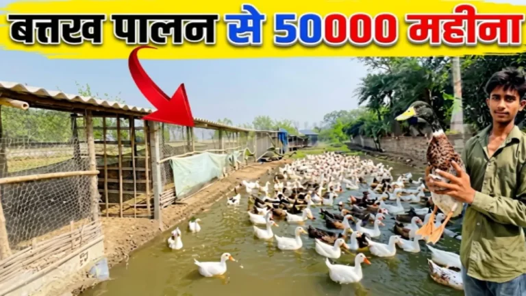 बतख पालन Batakh Palan Duck farming business egg production Indian Runner