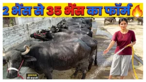 डेयरी फार्मिंग Dairy farming Murrah buffalo milk business pashupalan farm
