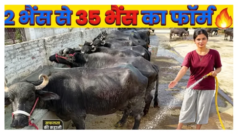 डेयरी फार्मिंग Dairy farming Murrah buffalo milk business pashupalan farm