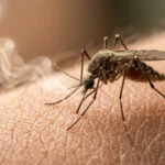 मच्छर किसे ज्यादा काटते हैं Science why mosquitoes bite some people more Hindi