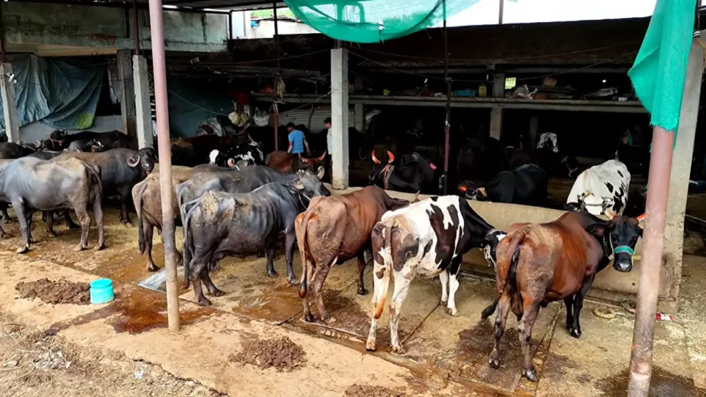 डेयरी फार्मिंग बिज़नेस Dairy farming business joint family milk processing plant buffalo farm