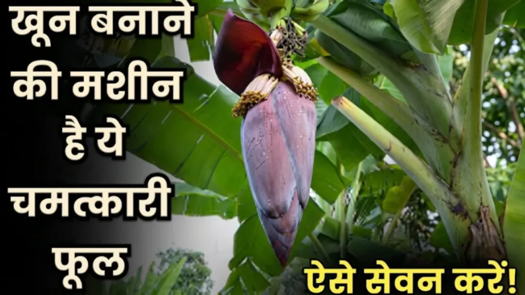 केले के फूल के फायदे Kele ke phool ke fayde banana flower health benefits for women