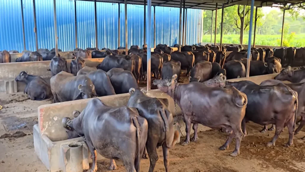 डेयरी फार्मिंग बिज़नेस Dairy Farming Business 600 Buffalo Farm Murrah Bhains Palan
