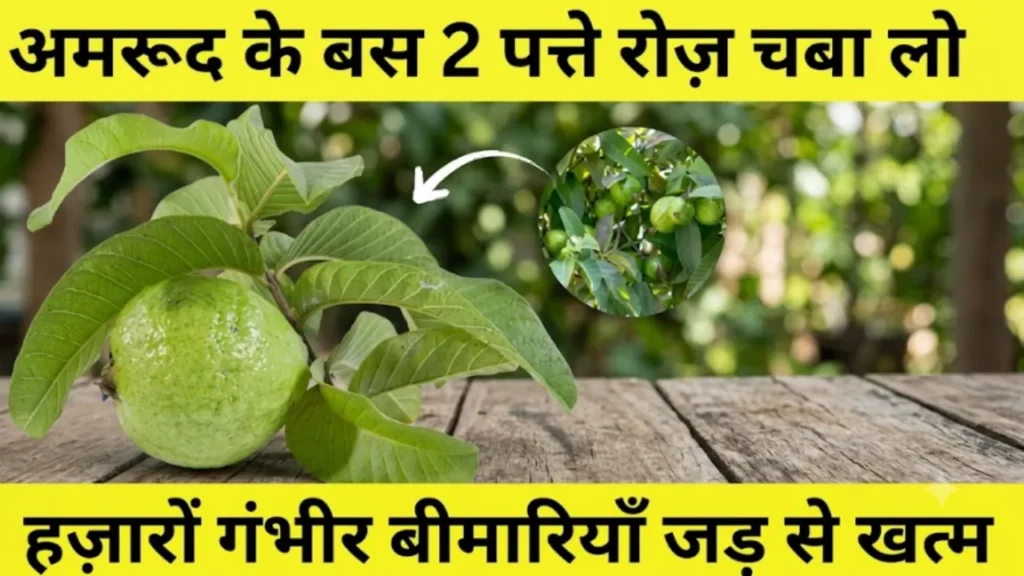 अमरूद के पत्ते के फायदे Amrud ke patte ke fayde guava leaves benefits diabetes hair fall