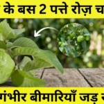 अमरूद के पत्ते के फायदे Amrud ke patte ke fayde guava leaves benefits diabetes hair fall