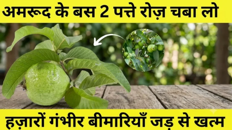 अमरूद के पत्ते के फायदे Amrud ke patte ke fayde guava leaves benefits diabetes hair fall