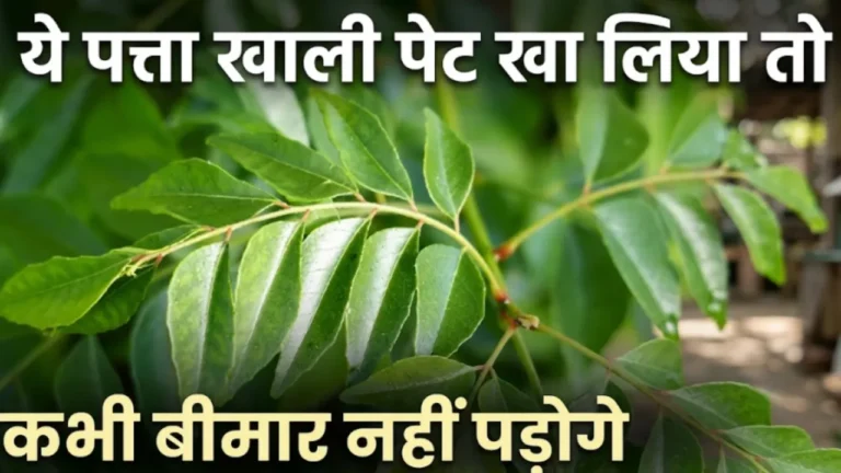 कढ़ी पत्ता के फायदे Kadi patta ke fayde curry leaves empty stomach diabetes hair fall