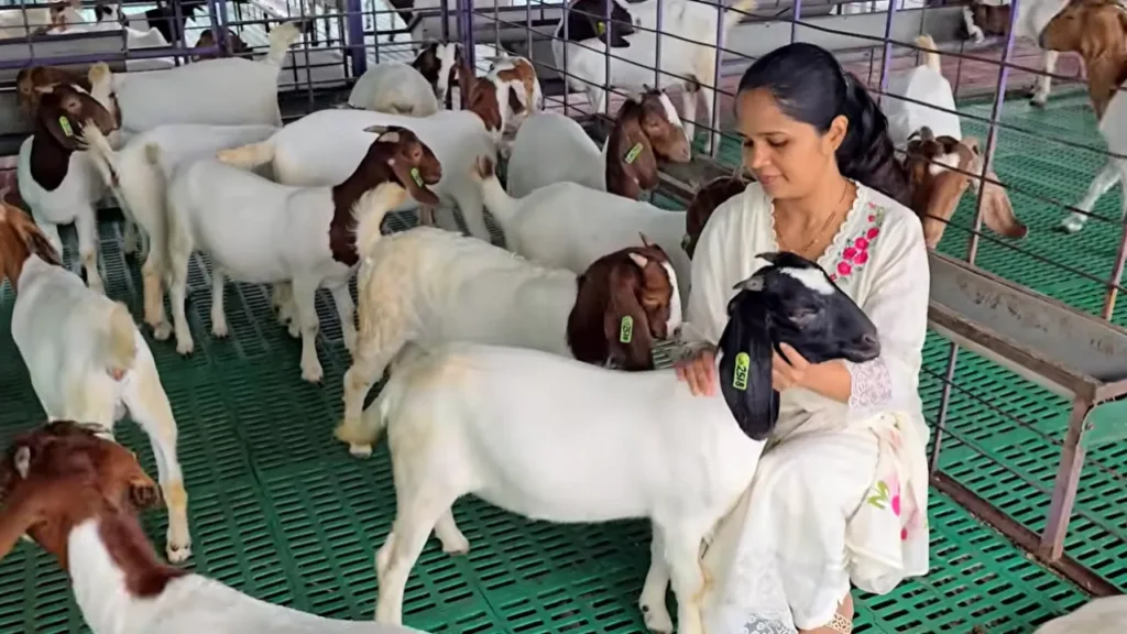 बकरी पालन बिज़नेस Bakri palan business Boer goat farming success story