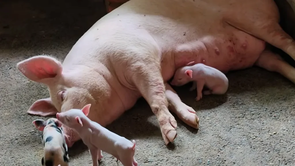 सूअर पालन Suar Palan Pig Farming Business Hajipur Bihar Large White Breed