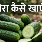 खीरा खाने के फायदे Kheera khane ke fayde cucumber benefits for knee pain and skin