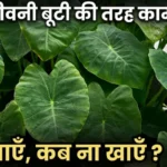 अरबी के पत्ते के फायदे Arbi ke patte ke fayde taro leaves benefits for weight loss and skin