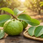 अमरूद के पत्तों के फायदे guava leaves benefits in hindi tea for weight loss