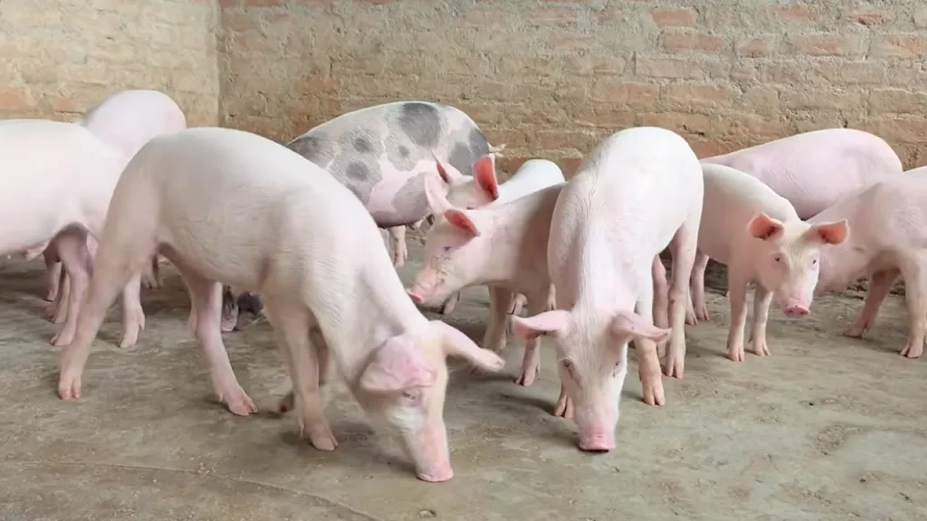 सूअर पालन Suar Palan Pig Farming Business Hajipur Bihar Large White Breed