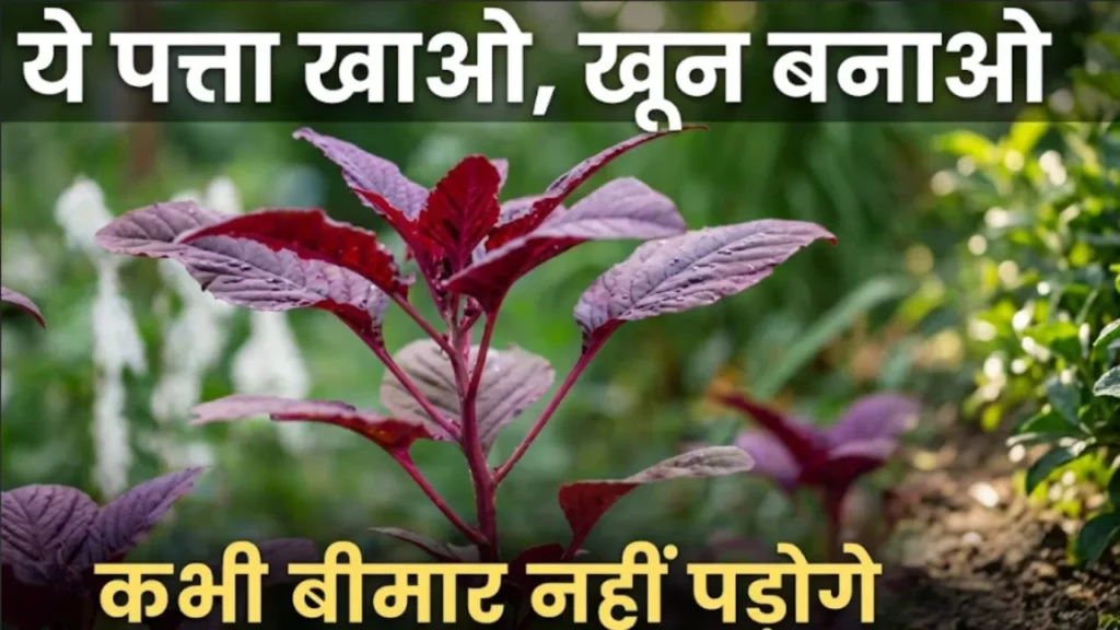 लाल साग खाने के फायदे Lal saag khane ke fayde red amaranth benefits for anemia and gray hair