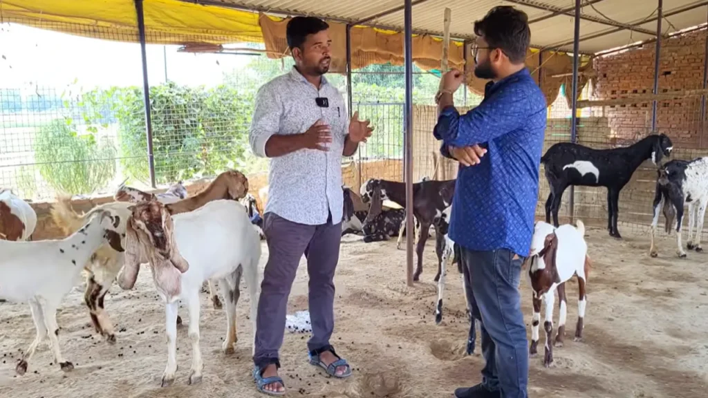 फल बकरी पालन Safal bakri palan stall fed goat farming beetal goat breed