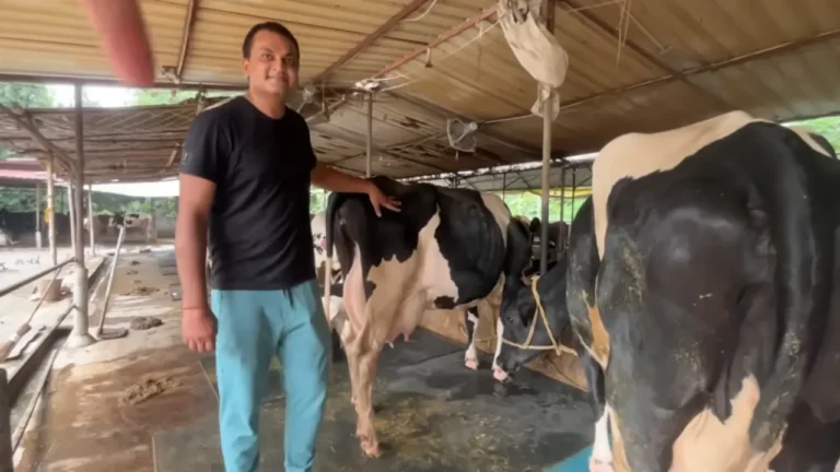 डेयरी फार्मिंग बिज़नेस Dairy Farming Business TDM Dairy Farm Mokama Cow Milking Profit