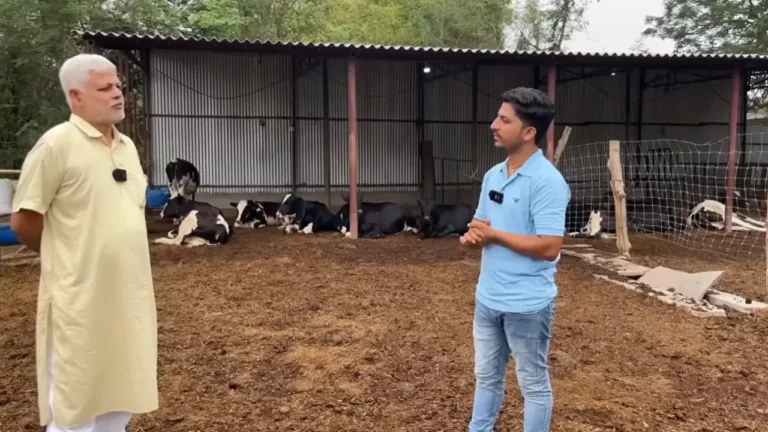 डेयरी फार्मिंग Dairy Farming Business free range cow farm Ara Bihar