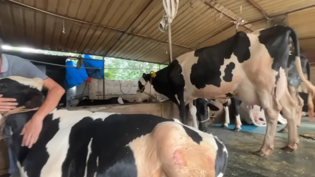 डेयरी फार्मिंग बिज़नेस Dairy Farming Business TDM Dairy Farm Mokama Cow Milking Profit