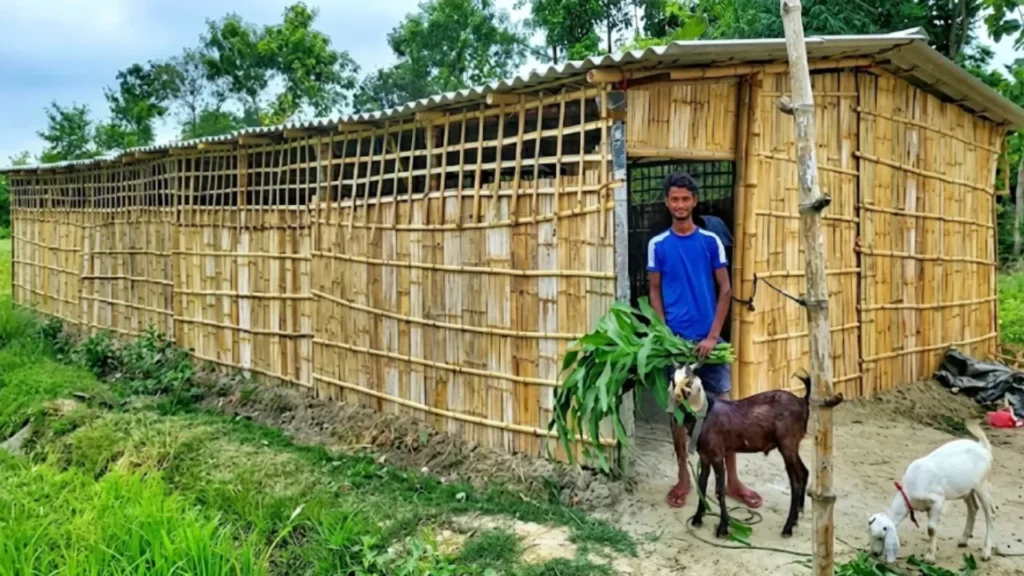 बकरी पालन Bakri Palan Goat Farming Business setup Bihar youth success