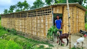 बकरी पालन Bakri Palan Goat Farming Business setup Bihar youth success