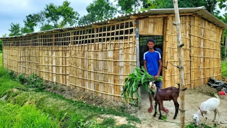 बकरी पालन Bakri Palan Goat Farming Business setup Bihar youth success