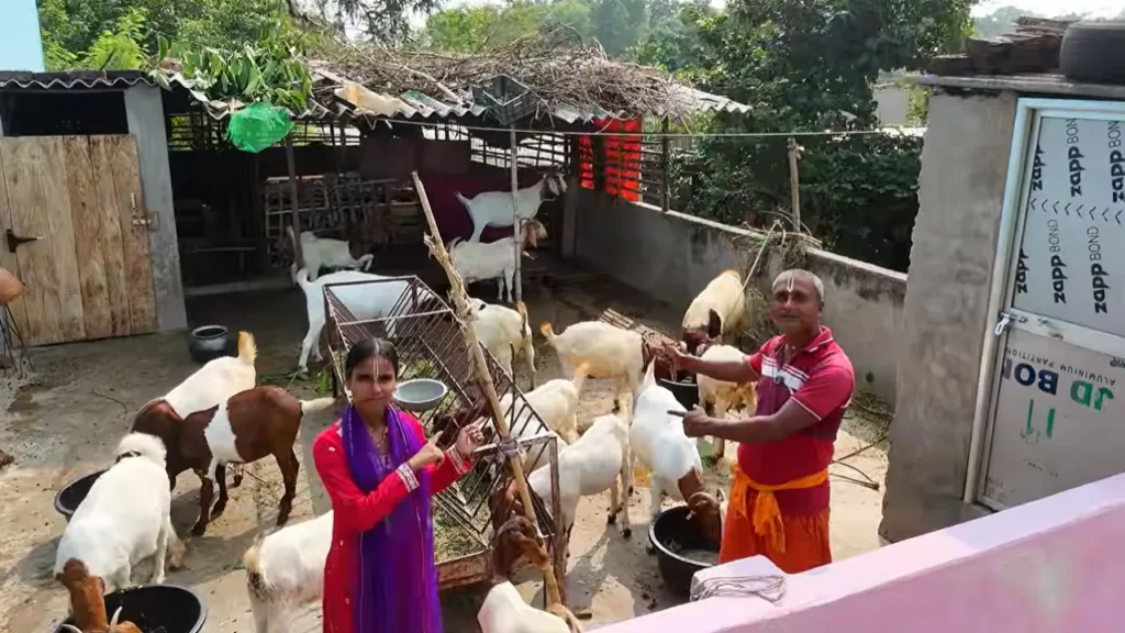 छत पर बकरी पालन Chhat par bakri palan Boer goat farming success rooftop farm