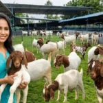 गोट फार्मिंग Goat Farming Business African Boer breed profit success story
