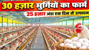 लेयर फार्मिंग Layer farming poultry business egg production murghi palan Bihar