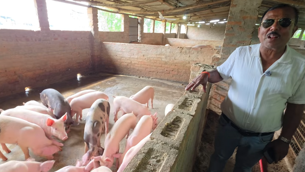 सूअर पालन Suar Palan Pig Farming Business Hajipur Bihar Large White Breed