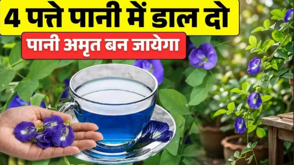 अपराजिता की चाय के फायदे Aprajita ki chai blue tea weight loss skin care and sugar control