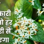 हरसिंगार के फायदे Harsingar ke fayde parijat leaves benefits for sciatica and joint pain