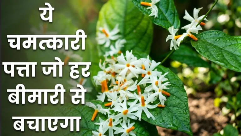 हरसिंगार के फायदे Harsingar ke fayde parijat leaves benefits for sciatica and joint pain