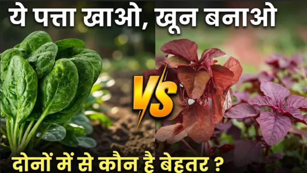 लाल साग या पालक Lal saag ya palak health benefits comparison red amaranth vs spinach