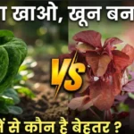 लाल साग या पालक Lal saag ya palak health benefits comparison red amaranth vs spinach