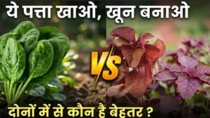 लाल साग या पालक Lal saag ya palak health benefits comparison red amaranth vs spinach